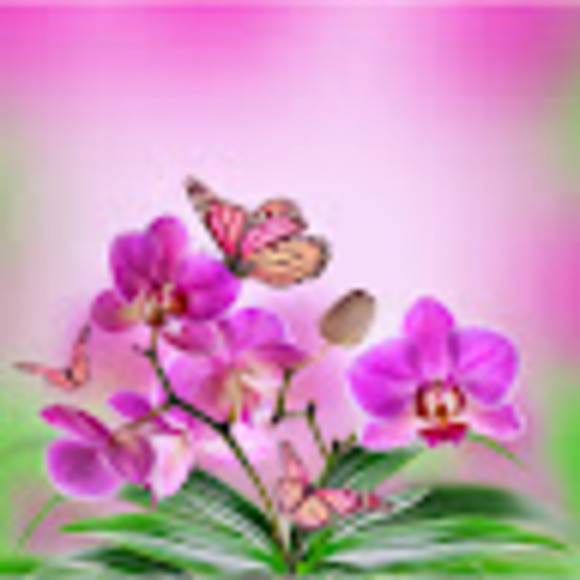 dianespicer627